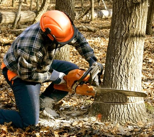 Tree Removal in Clarendon, TX